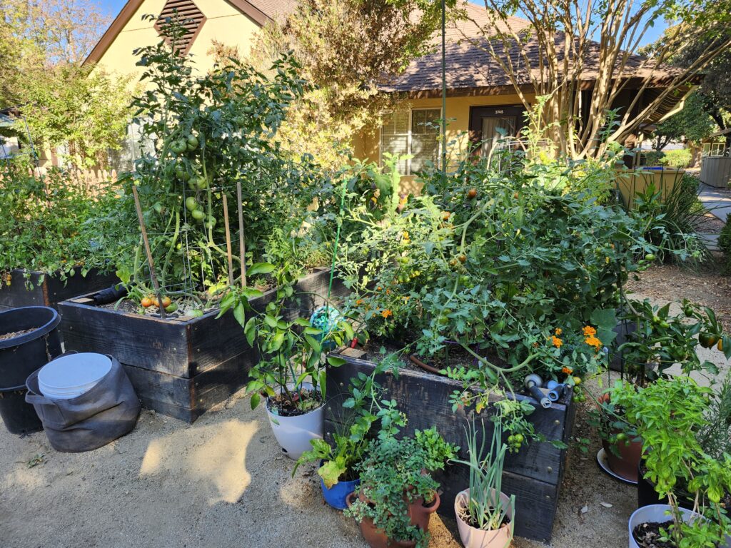 Backyard Vegetable Crops