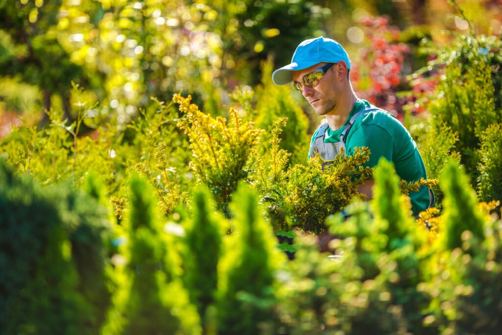 Professional Caucasian Gardener in the Garden During Summer Maintenance.