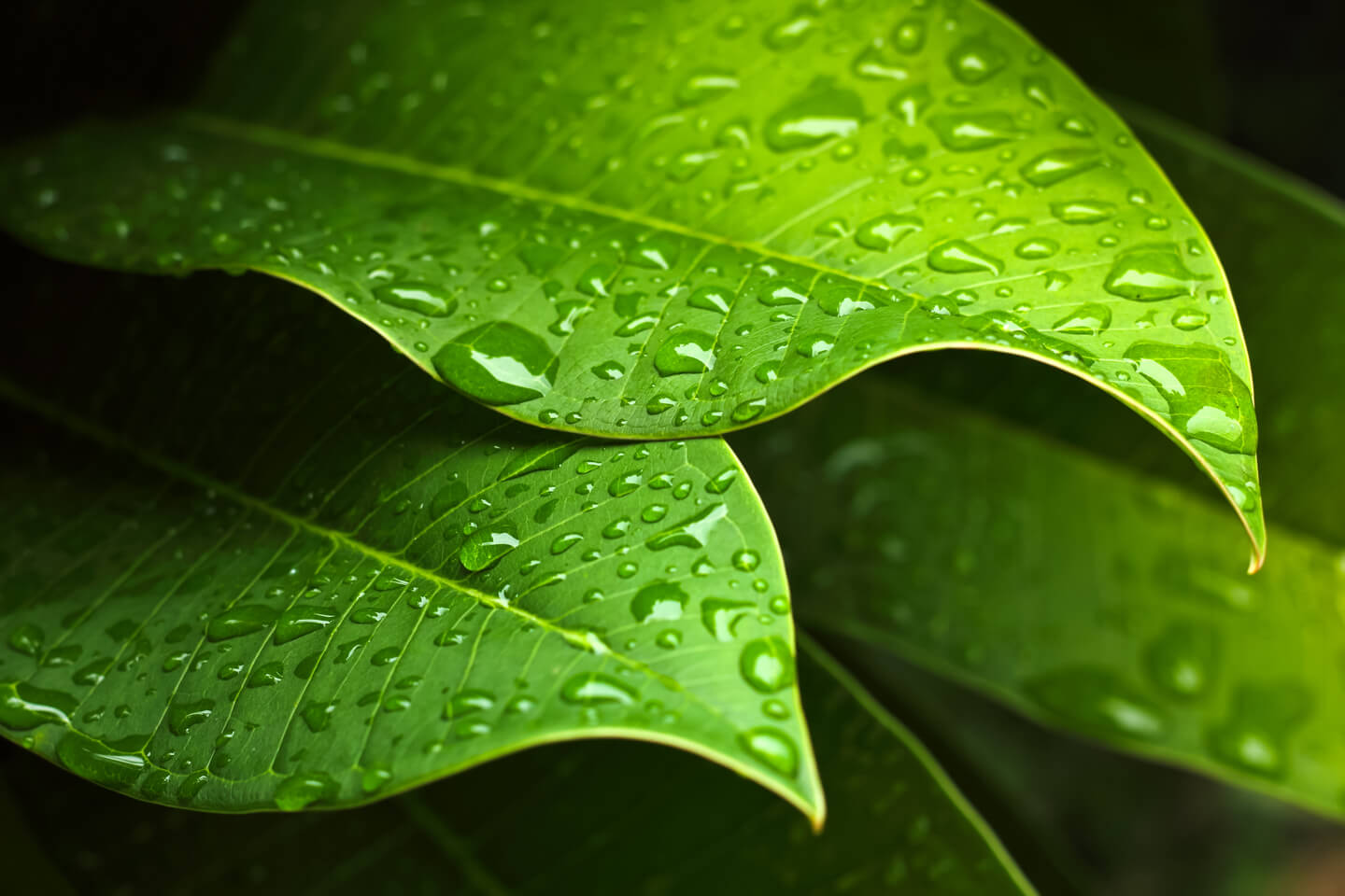 Rain and leaf image