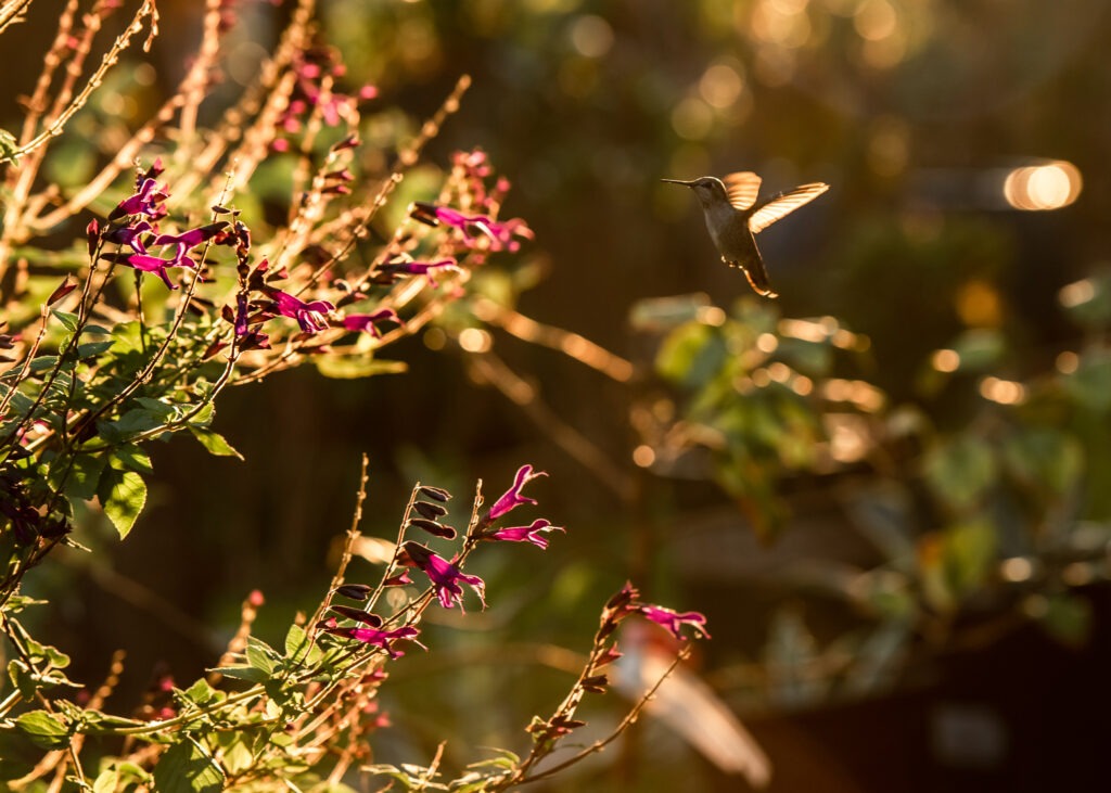 A hummingbird hovers above a flowering plant, showcasing its iridescent feathers and delicate wings in motion.